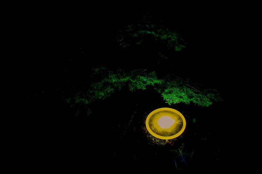 A glow in the dark disc golf disc under a tree at night